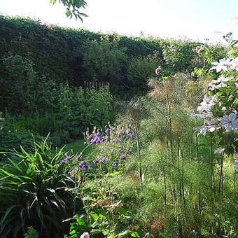 Foeniculum 'Giant Bronze'