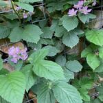 Rubus fruticosus 'Chester Thornless' - Braambes