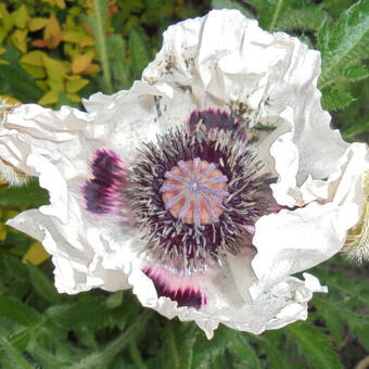 Papaver orientale 'Royal Wedding'