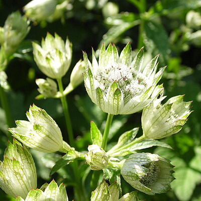 Zeeuws knoopje - Astrantia major 'Superstar'