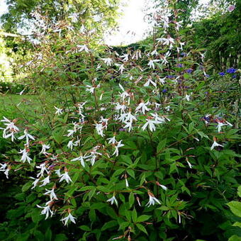 Gillenia trifoliata