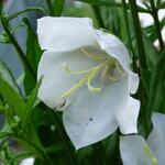 Campanula persicifolia ‘TAKION White’ - Klokjesbloem - Campanula persicifolia ‘TAKION White’