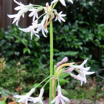 Tulbaghia violacea 'Alba'