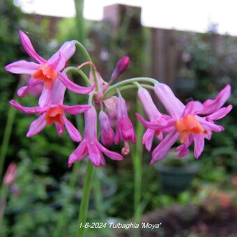 Tulbaghia 'Moya'