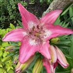 Lilium 'Happy Kiss' - Aziatische lelie