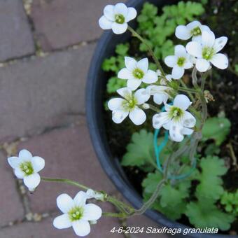 Saxifraga granulata