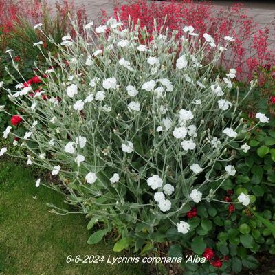 Prikneus - Lychnis coronaria 'Alba'