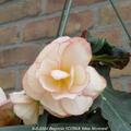 Begonia I'CONIA 'Miss Montreal'