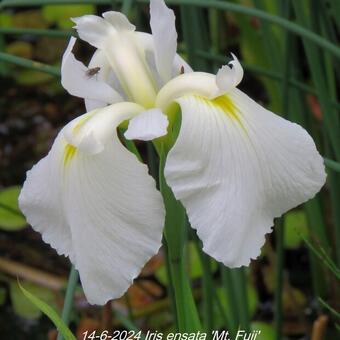 Iris ensata 'Mt. Fuji'