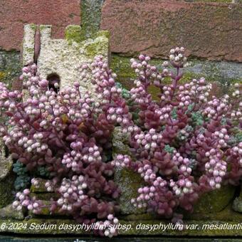 Sedum dasyphyllum subsp. dasyphyllum var. mesatlanticum