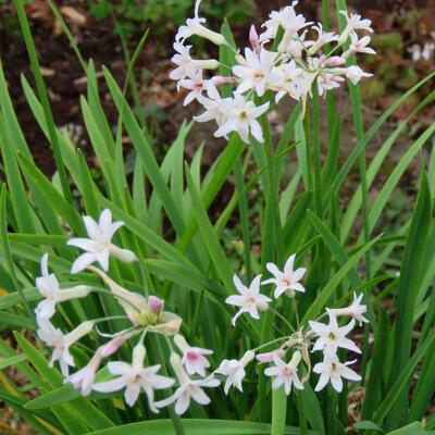 Moeraslook, kaapse knoflook, Knobi Flirt - Tulbaghia violacea 'Alba'