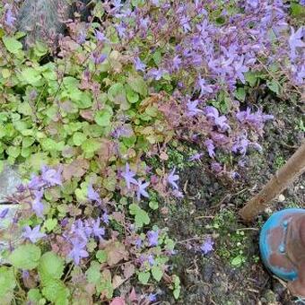 Campanula poscharskyana 'Stella'