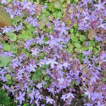 Campanula poscharskyana 'Stella'