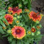 Gaillardia aristata 'SPINTOP Yellow Touch' - Kokardebloem