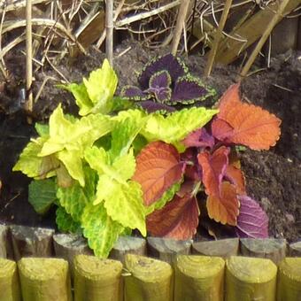 Plectranthus scutellarioides MAINSTREET