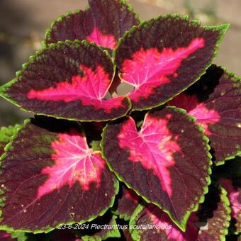 Plectranthus scutellarioides