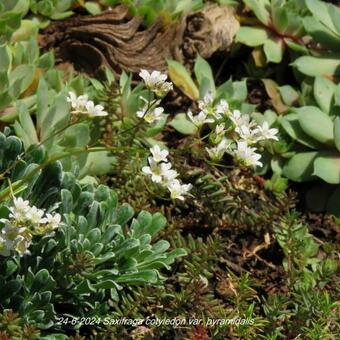 Saxifraga cotyledon var. pyramidalis