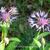 Centaurea montana