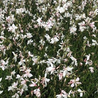 Gaura lindheimeri 'Short Form'