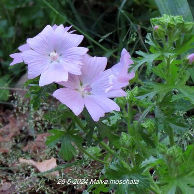 Muskuskaasjeskruid - Malva moschata