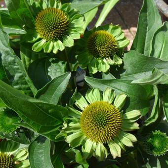 Echinacea SUNSEEKERS 'Apple Green'