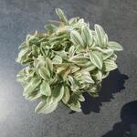 Tradescantia 'Tenderness' - Dwalende Jood, Vaderplant