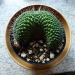 Mammillaria spinosissima cv. un pico f. crestata - Mammillaria