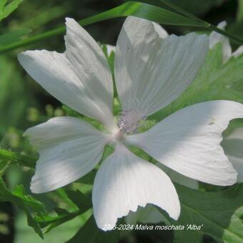 Malva moschata 'Alba'