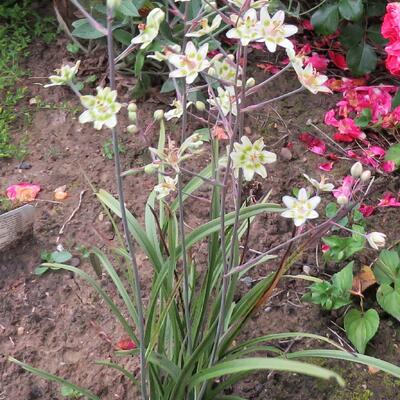 Zigadenus elegans - Zigadenus elegans