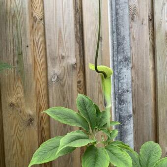 Arisaema tortuosum