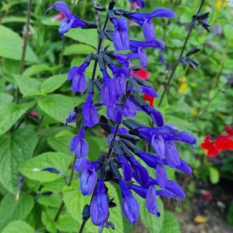 Salvia guaranitica 'Purple & Bloom'