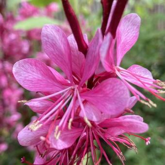 Gaura lindheimeri 'GAUDI Medium Pink'