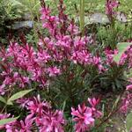 Gaura lindheimeri 'GAUDI Medium Pink' - Prachtkaars