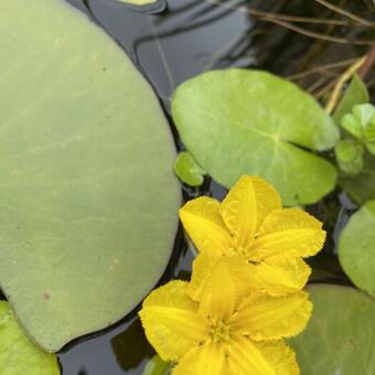 Nymphoides peltata