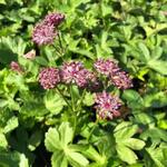 Thymus x citriodorus 'Argenteus' - Tijm