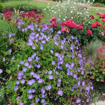 Geranium 'Rozanne'