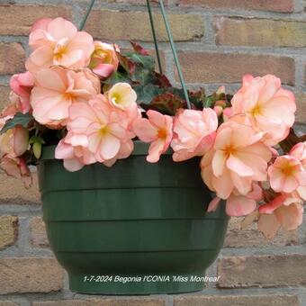 Begonia I'CONIA 'Miss Montreal'