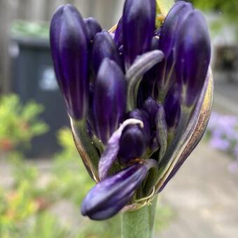 Agapanthus Blue Moon