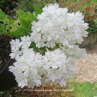 Verbena x hybrida 'MAGELANA White'