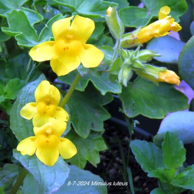 Gele maskerbloem - Mimulus luteus