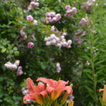 Hemerocallis fulva  - Daglelie - Hemerocallis fulva 