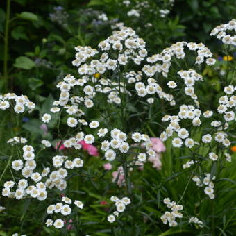 Achillea ptarmica