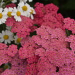 Achillea millefolium 'Cerise Queen' - Duizendblad - Achillea millefolium 'Cerise Queen'