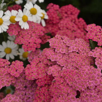 Achillea millefolium 'Cerise Queen'