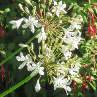 Agapanthus 'Polar Ice'