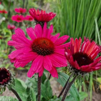 Echinacea SUNSEEKERS 'Carmine'