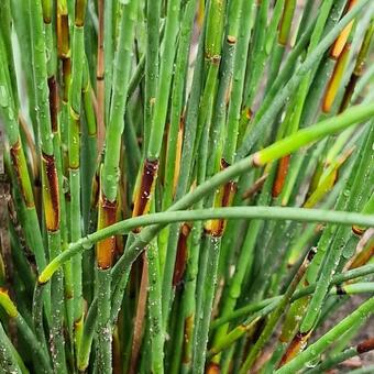 Elegia tectorum 'Fish Hoek'