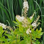 Sanguisorba obtusa 'Alba' - Japanse pimpernel - Sanguisorba obtusa 'Alba'