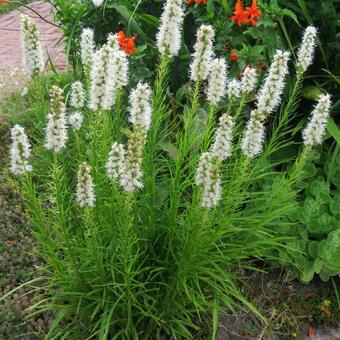 Liatris spicata 'Alba'