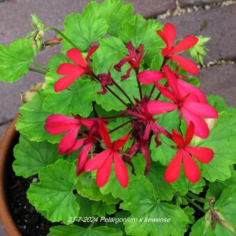 Pelargonium x kewense